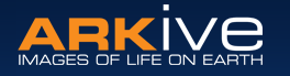 ARKive Logo