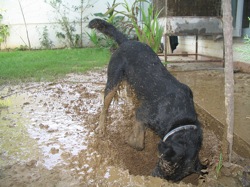 Dirt Digging on Employers