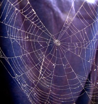 Spider Web